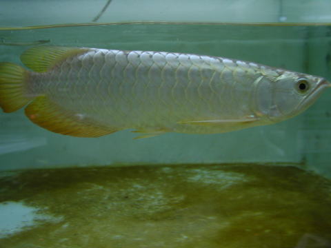 アクアリーダー養魚場のご紹介 | アジアアロワナワールド